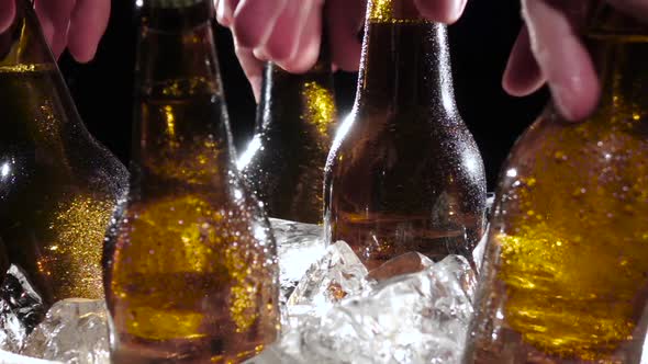 Company of Friends Pulls Out Bottles of Beer From the Ice. Black Background. Close Up alt