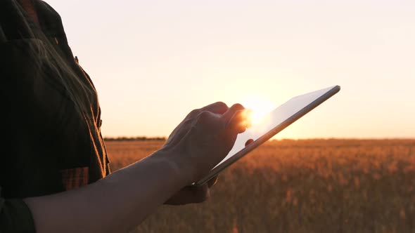 A Female Farmer Uses a Tablet To Harvest and Check the Quality of Grain. Fingers Touch the Tablet's alt