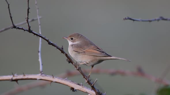 Whitethroat Sylvia communis in the wild nature alt