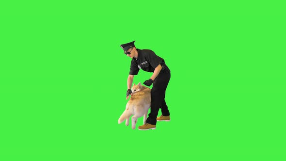Caucasian Policeman Trains His Dog to Sit Down on a Green Screen Chroma Key alt
