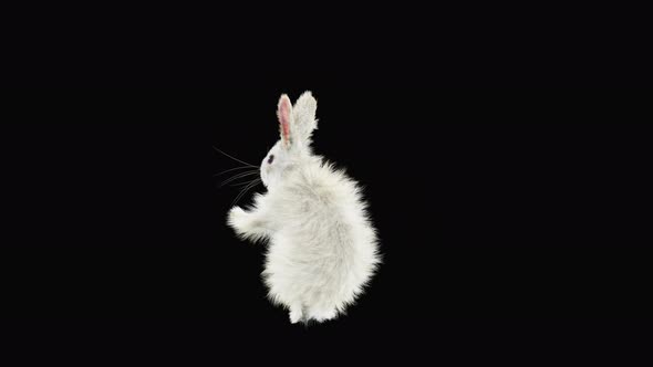 Rabbit Dancing 4K alt