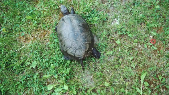 Turtle Crawling on the Ground Among the Plants alt