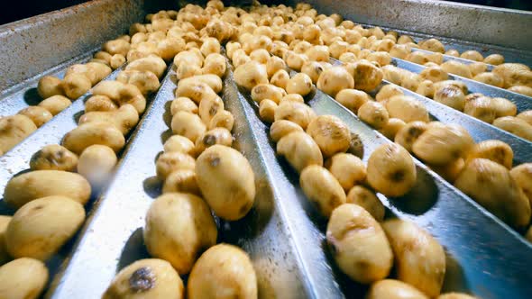 Process of Potato Sorting at a Food Plant on a Conveyor alt