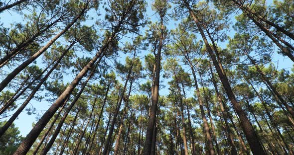 The Landes forest, Nouvelle Aquitaine, France. alt