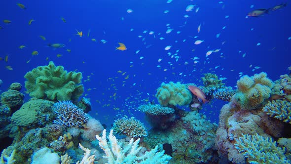 Underwater Scene Tropical Coral Reef alt