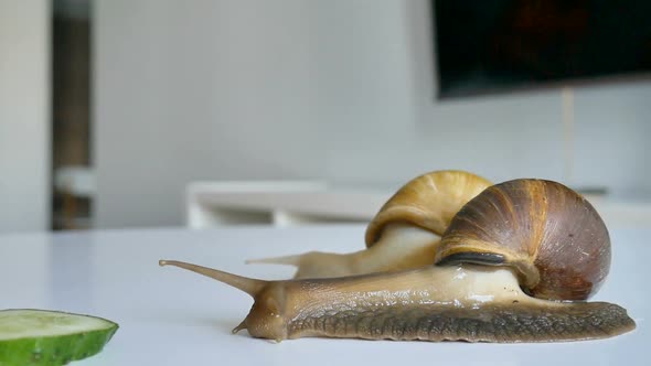 Two Big Achatina Snails are Eating the Slice of Green Cucumber on White Table in the Kitchen alt