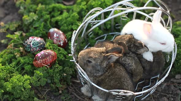 Cute Fluffy Bunny and Wicker Basket with Colourful Easter Eggs on White Background alt