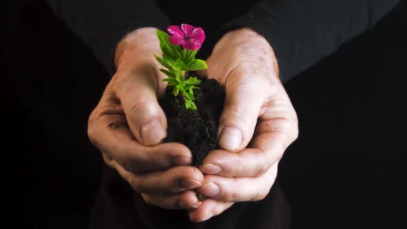 Man Holding A Little Green Plant
