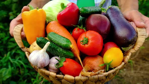 Grandmother Holds Vegetables in Her Hands with Harvest alt