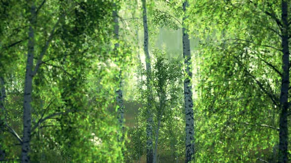 Panorama of Birch Forest with Sunlight alt