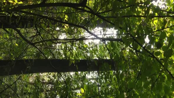 Vertical Video Autumn Forest with Trees in Ukraine Slow Motion alt