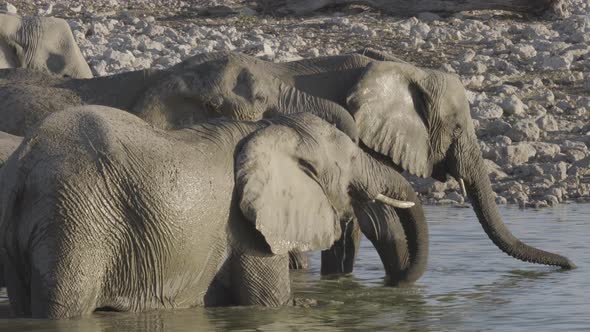 Elephants Inside a Waterhole