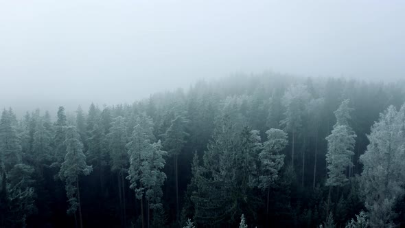 Dark, moody, mysterious and foggy forest