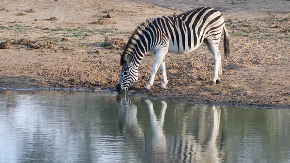 Plains Zebra Drinking Water, Stock Footage 