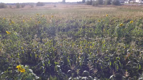 Sunflowers glow in the sun and dance in the breezes as a drone captures the scene from a low altitud alt
