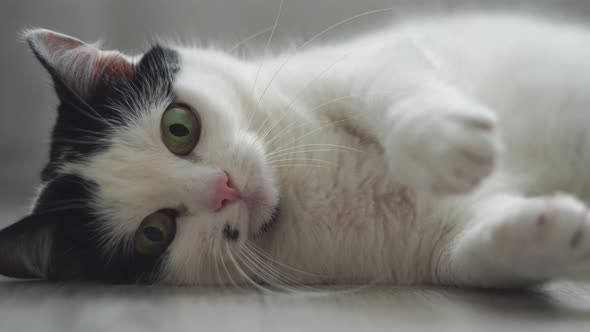 White Black Domestic Cat Is Being Played, Lies on Floor, Looks at Camera, Twitches and Moves Its alt