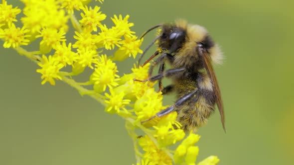 Shaggy Bumblebee Pollinating and Collects Nectar From the Yellow Flower of the Plant alt