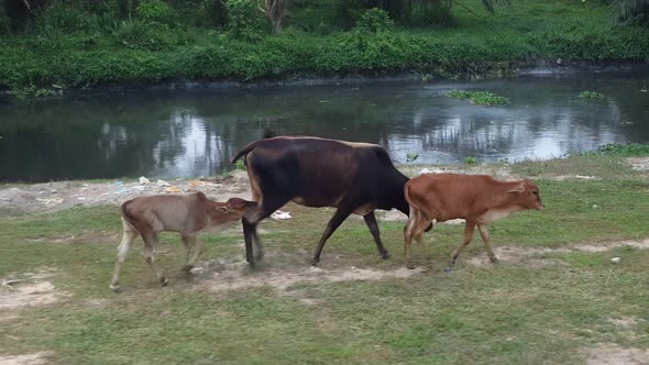 Calf drink milk from mother during the journey. alt