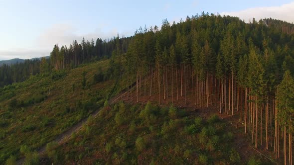 Reforestation, Aerial drone view of forest destroyed in Ukraine alt