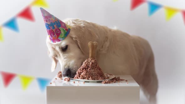 Birthday Dog