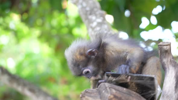 Young Dusky leaf monkey or spectacled leaf monkey on tree , Thailand, close up alt