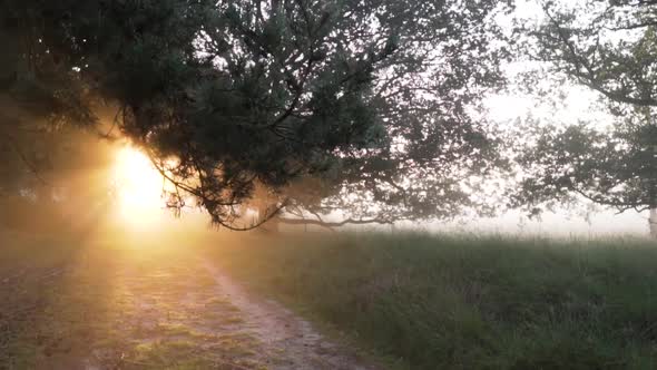 Beautiful sunlight in the forest