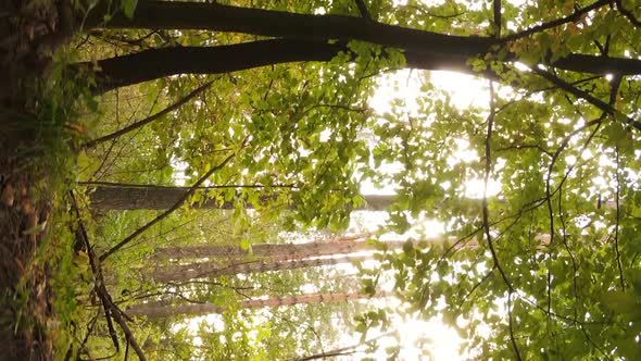 Vertical Video Aerial View of Trees in the Forest on an Autumn Day in Ukraine Slow Motion alt