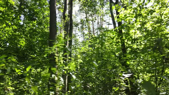 Green Forest with Trees By Day alt