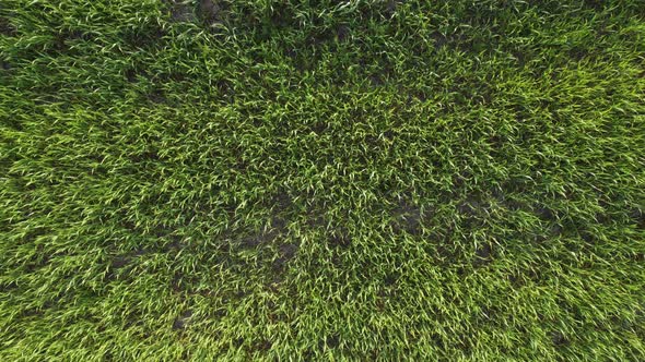 Aerial top down view of fresh green grass in meadow. Corn plants field, daylight, agricultural