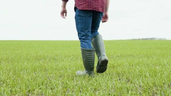 The Farmer Agronom Walks Along the Green Field of Ecoculture in Rubber Boots alt