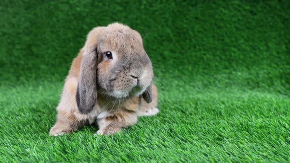 A lop-eared rabbit of a dwarf ram breed sits on a lawn and looks around