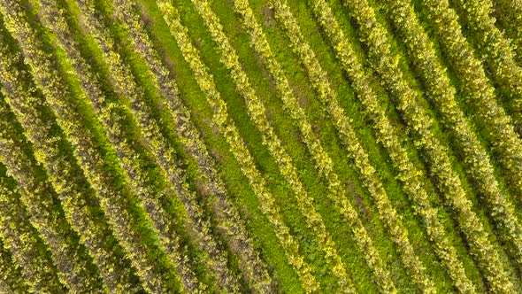 Aerial Flight Above Vineyards