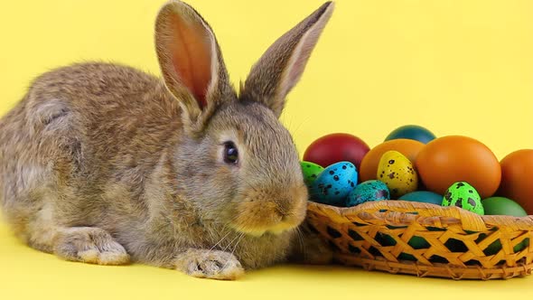 Little Fluffy Brown Affectionate Domestic Rabbit Sitting on a Pastel Yellow Background with a Wicker alt