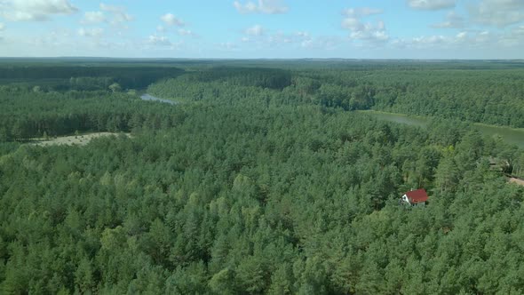 Aerial fly up - Drone slowly rise over evergreen pine tree crowns ad lake at Kowalskie Blota, Poland alt