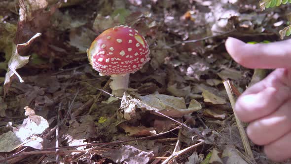 Finger Down on a Fly Agaric Background in the Forest