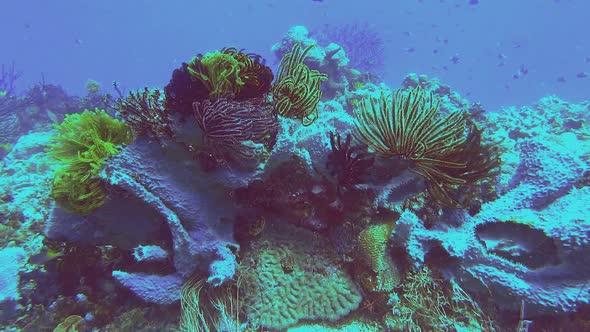 several feather stars on coral reef alt