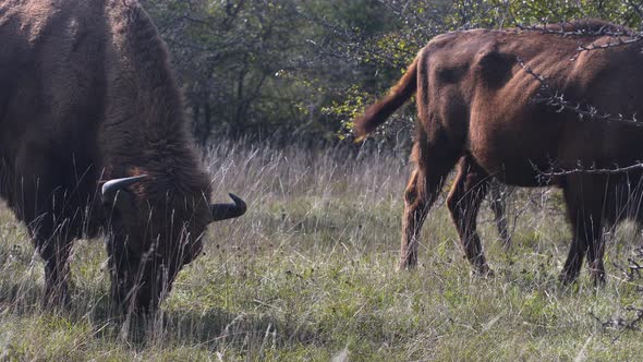 Two european bison bonasus grazing in a grassy steppe, windy, Czechia. alt