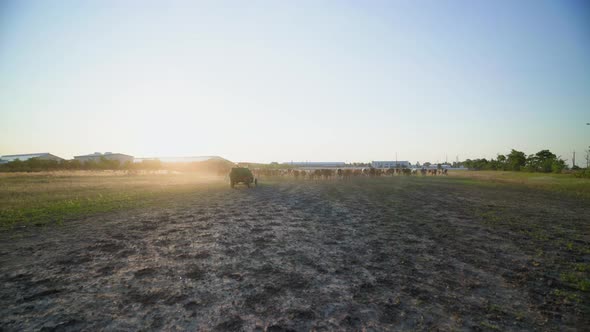 The ranch of a successful farmer. multi-colored cows in the rays of the sun. alt