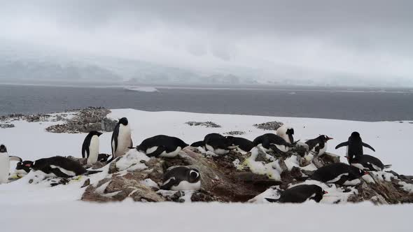 Gentoo Penguins an Adelie Penguins in Antarctica