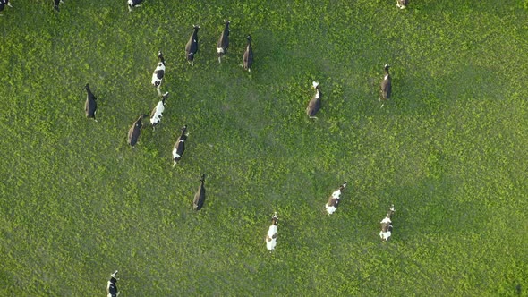 Aerial View of Cows Herd Grazing on Pasture