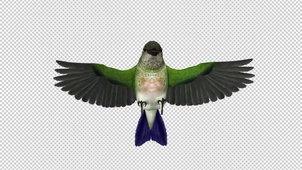 Sunangel Hummingbird - Fluttering Flight Loop - Front View CU - Alpha Channel