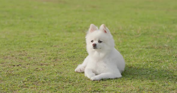 White pomeranian dog on grass
