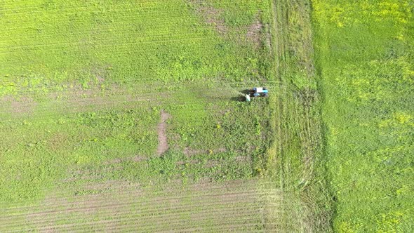 The tractor produces the harvest on the mustard field. Yellow flowers greenfield.