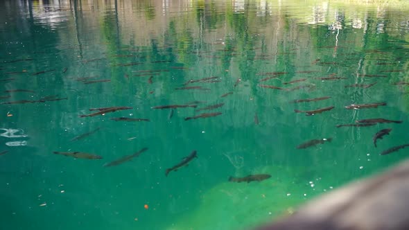 Fish Swim In Very Clear Blue Lake Water