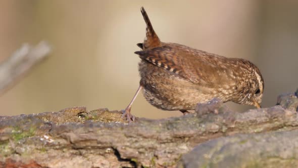 Eurasian Wren Insectivorous Bird Hunting for Food Only Member of Wren Family alt
