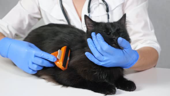 Unrecognizable Veterinarian Combing a Black Cat with a Brush Closeup alt