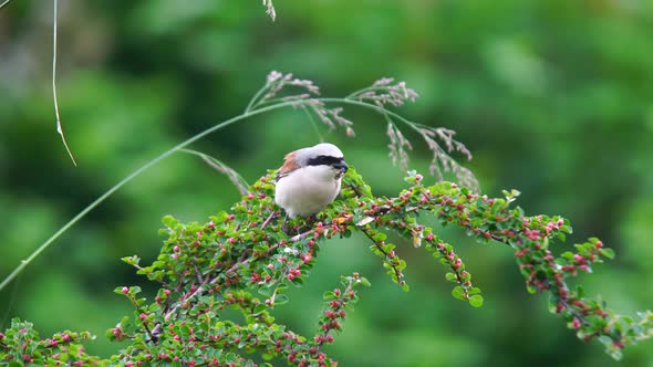 Red Backed Shrike alt