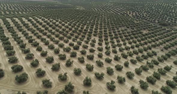 Olive Trees Field in Jaen Andalusia Spain