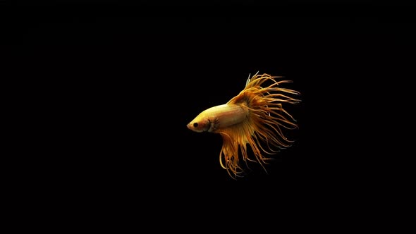 Vibrant and colourful Crown Tail Siamese fighting fish Betta splendens, also known as Thai Fighting alt