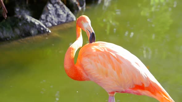 Flamingo Shaking Head And Cleaning Itself While Standing In Water